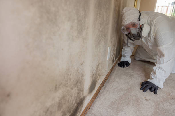 Why You Should Choose Our Mold Remediation Services in Rossville, GA